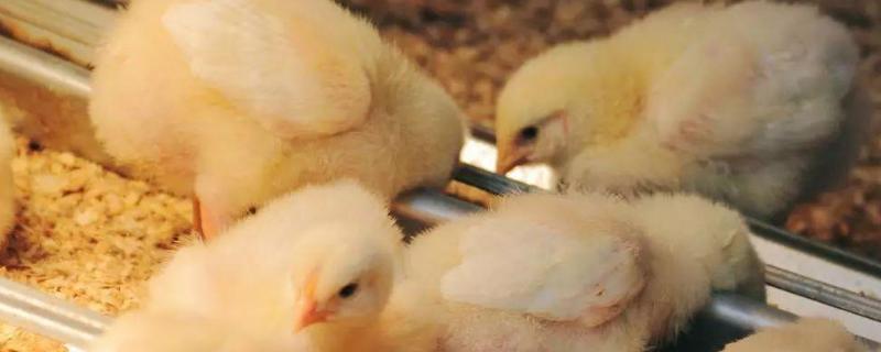 幼鸡怎么区分公鸡母鸡，如何保暖 幼鸡如何区分公鸡和母鸡
