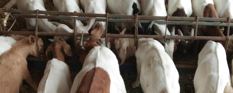 羊颗粒饲料怎么配,羊喂青贮饲料注意什么