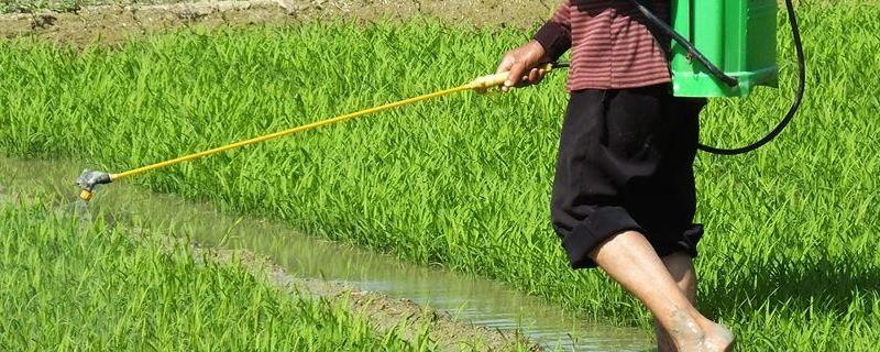 吡虫啉和毒死蜱混用，吡虫啉对人体毒性大吗