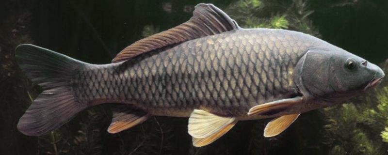 鲤鱼最大能长多大,喜欢什么味型的饵料