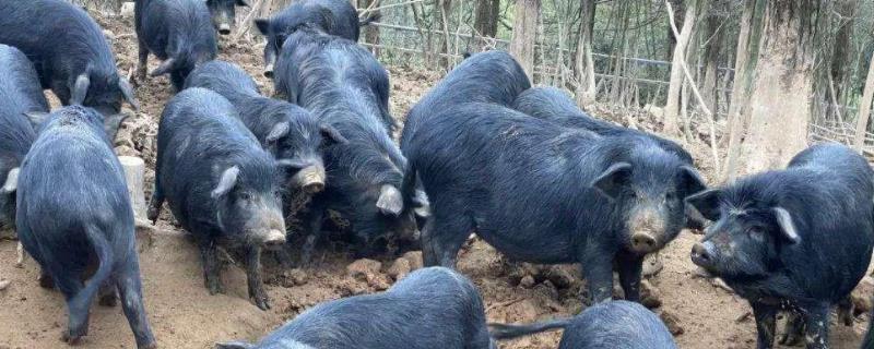 藏香猪最大能长多少斤，附养殖技术 正宗藏香猪能长多少斤