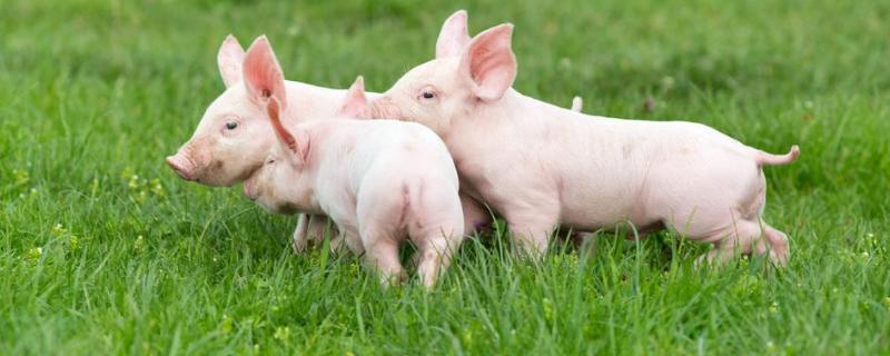 40斤小猪一天喂多少饲料，如何喂 40斤小猪一天喂几次