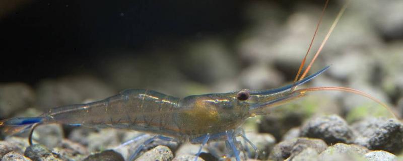 苏虾的养殖条件，和水晶虾哪种好养 苏虾好养还是水晶好养