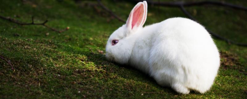 大型肉兔品种 大型肉兔品种及图片