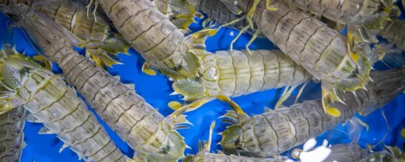 皮皮虾能养殖吗，附养殖温度和盐度 皮皮虾能养多长时间