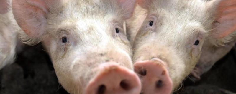 猪有睫毛吗，猪有几根肋排（猪有睫毛吗?）