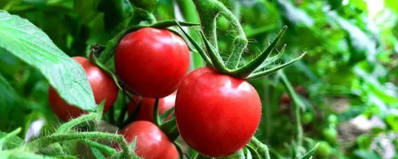 小西红柿的种植方法和管理技术（小番茄种植技术和管理技术）