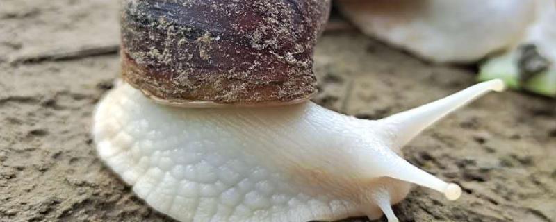 蜗牛吃什么食物怎么养 养的蜗牛吃什么食物