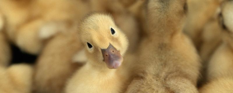 小黄鸭长大了是什么样子，与小鹅怎么区分