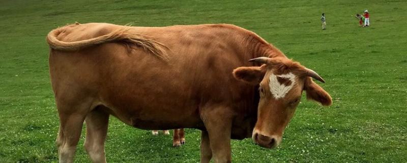 圈养牛的饲养方法，金沙牛怎么养殖（圈养牛的饲养方法,金沙牛怎么养殖视频）