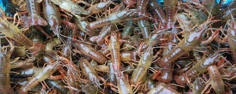 小龙虾能活多久 买回来的小龙虾能活多久