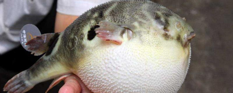 河豚吃什么饲料，饲料的投喂方法（河豚鱼吃什么饲料）