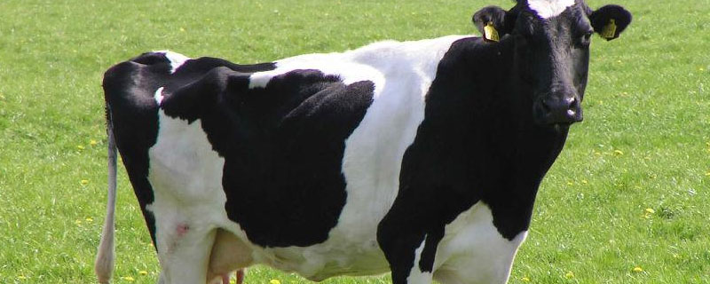 公奶牛不产奶为什么叫奶牛（奶牛不管公母都产奶吗）