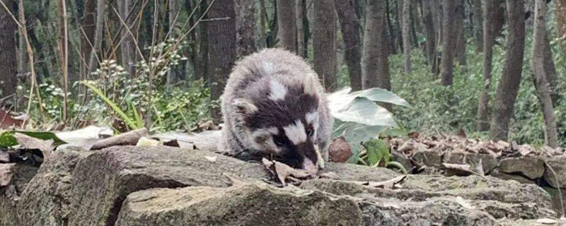 猪仔狸是几级保护动物