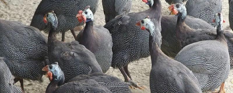 一个月的火鸡一般有多重，能长多大（火鸡一个月能长几斤）