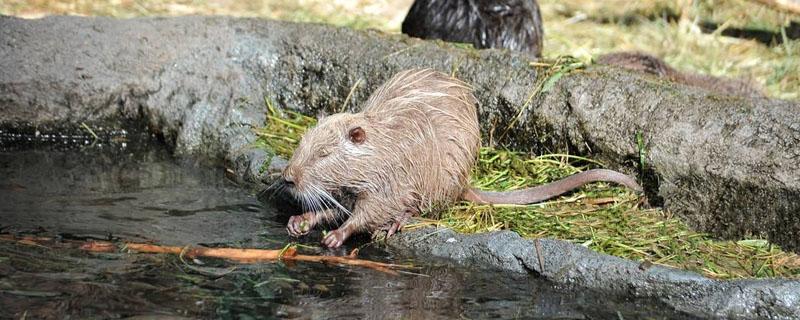 海狸鼠刚出生有毛发吗 海狸鼠刚出生长毛发吗