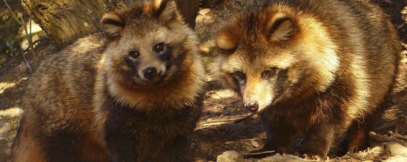 貉子咬毛怎么办（貉子食毛怎么办）