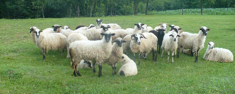小公羊几个月能配羊（波尔小公羊几个月能配羊）