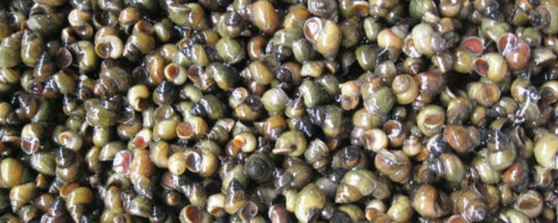 石螺养殖的技术（石螺养殖的技术书籍）