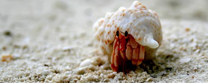 寄居蟹吃什么食物，是怎么形成的 寄居蟹一般吃什么?