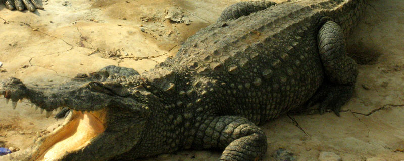 鳄鱼养殖需要什么条件 养鳄鱼需要什么自然条件