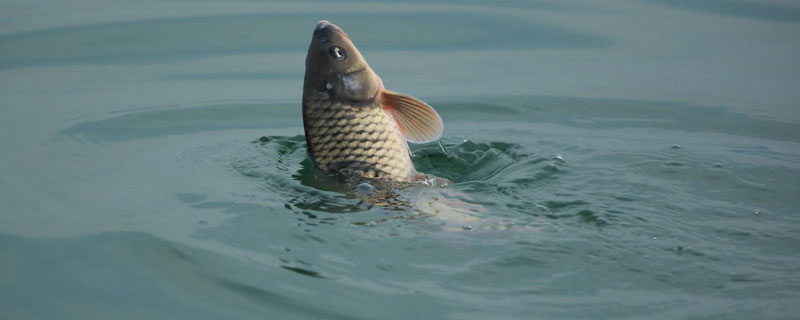 鲤鱼有几种，附品种介绍 鲤鱼有哪些品种