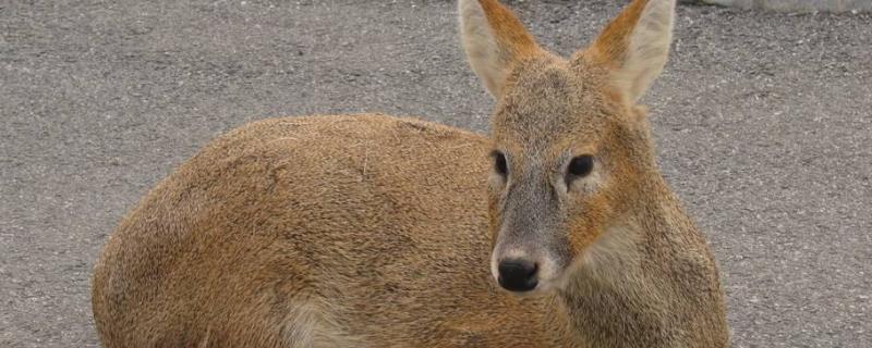麝怎么养殖，养殖在什么环境合适 麝怎么养殖联系方式