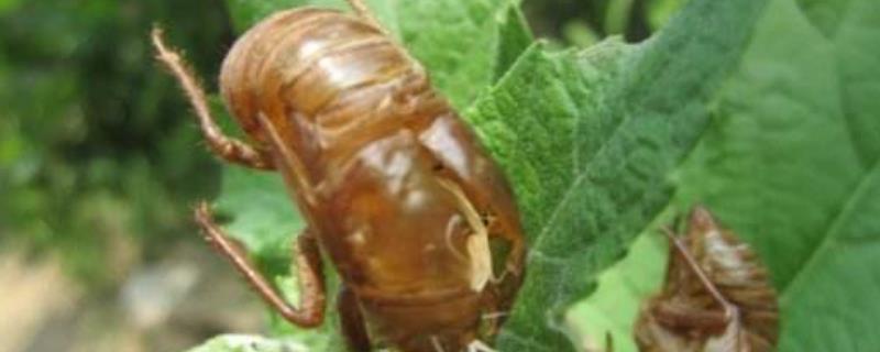 金蝉养殖技术，在大连能养吗（金蝉养殖到底可不可以）