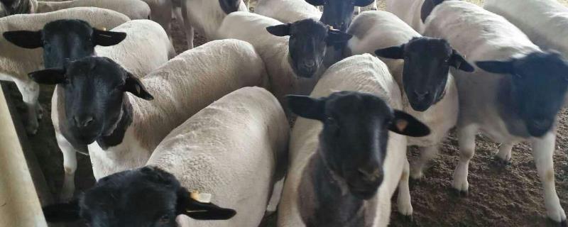 黑头杜泊羊的特点，繁殖能力怎么样 黑头杜泊羊繁殖率怎么样