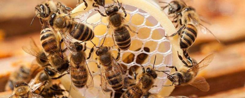 蜜蜂在家做窝代表什么，怎么收蜜糖 蜜蜂到家做窝