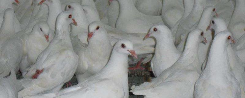 肉鸽六大品种（肉鸽品种介绍大全图片）