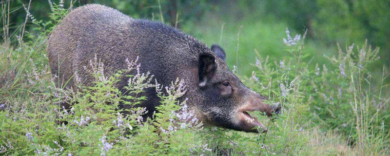 野猪可以吃吗 养殖野猪可以吃吗