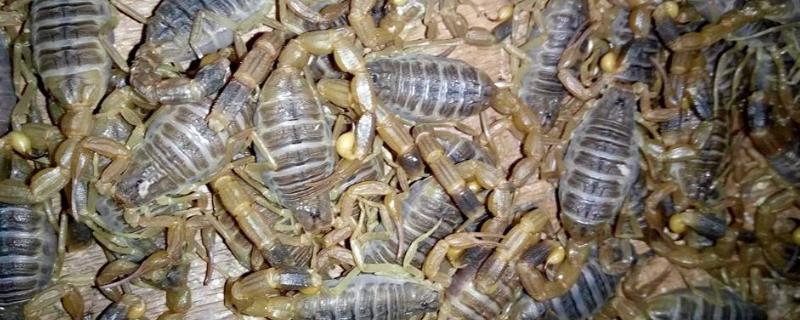 蝎子的养殖技术及管理技术，养殖利润有多高