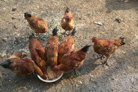 鸡吃发酵饲料的弊端 给鸡吃发酵饲料的好处