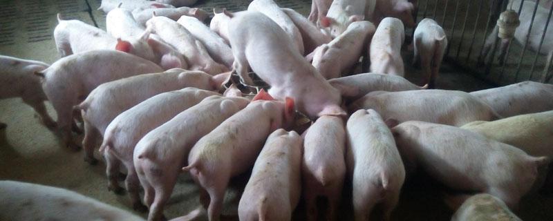 野猪公怎么和家猪配 野猪与家猪配对