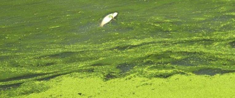 蓝藻爆发的原因是什么，如何治理 蓝藻爆发的原因是什么,如何治理