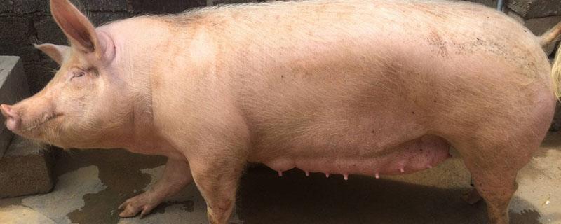 母猪吐黄水粘液不吃食（母猪吐黄水粘液不吃食,站不起来怎么治疗）