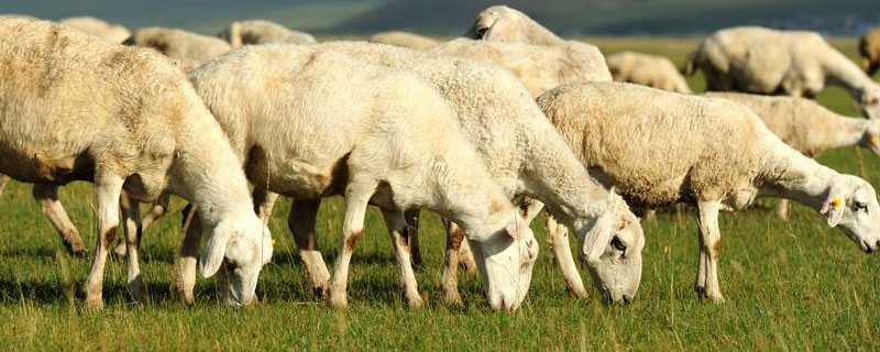 养多少母羊需一只公羊 一个种公羊能管多少只母羊