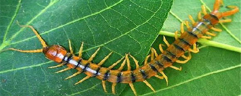 蜈蚣算动物吗 蜈蚣算动物还是昆虫