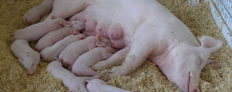 给母猪正确的输精方法 母猪输精操作步骤