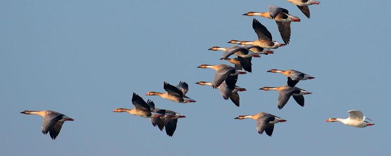 吃养殖的大雁犯法吗（吃人工养殖大雁犯法吗）