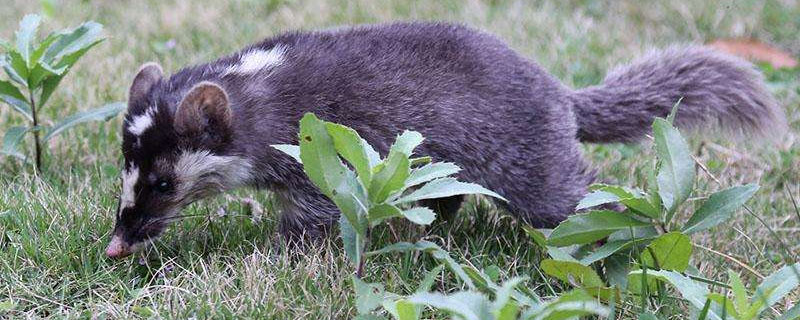 果子狸和猫谁厉害（果子狸和狸猫）