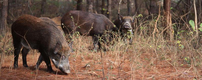 散养野猪用什么围山（在山上散养野猪）