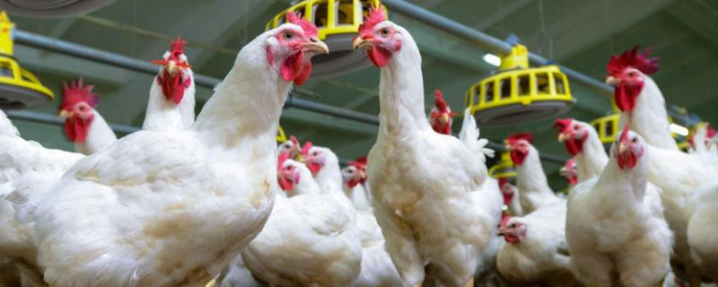鸡瘟的鸡有什么症状，如何治疗 鸡瘟的鸡有什么症状图片