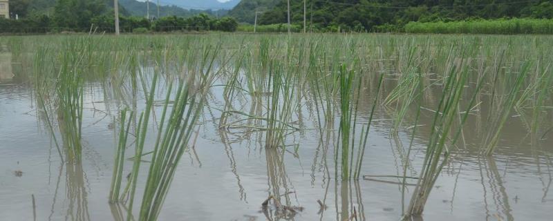 马蹄种植方法和时间（马蹄的种植方法和时间）