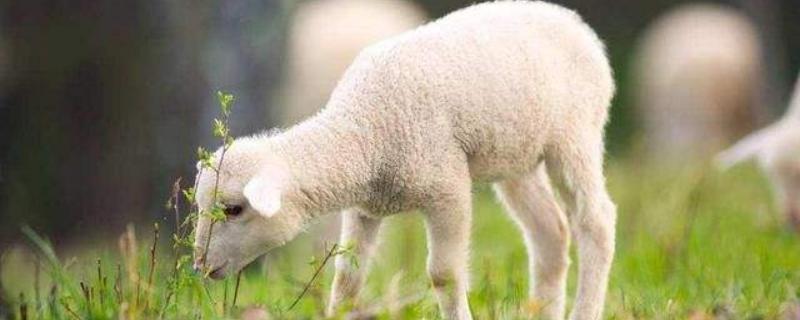 土方羊羔瘫软治疗方法,是什么原因（羊羔瘫软用什么药能治疗啊）