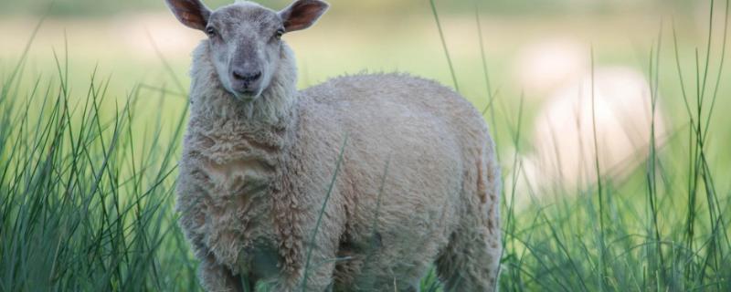 羊出肉率一般是多少，怎么喂养长得快