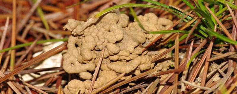 蚯蚓土养花好吗 花土能养蚯蚓吗