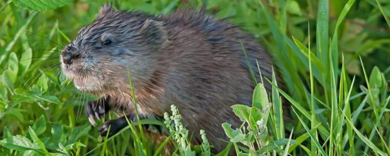 麝香鼠分泌麝香吗 麝香鼠有麝香吗