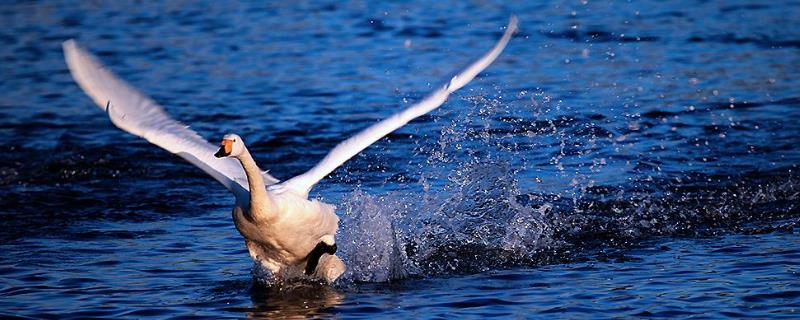 大鹅寿命，鹅吃肉吗，鹅咬人痛吗（鹅吃肉吗?）